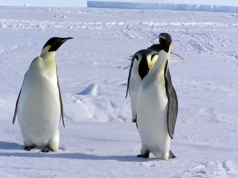 ������ ����� �� ������ �������� ������ ��������